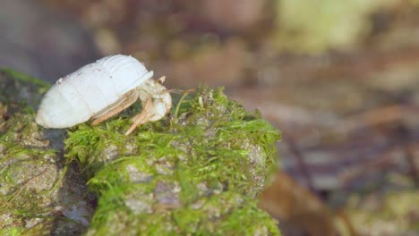 tiny hermit crab basking in sun among green seaweed