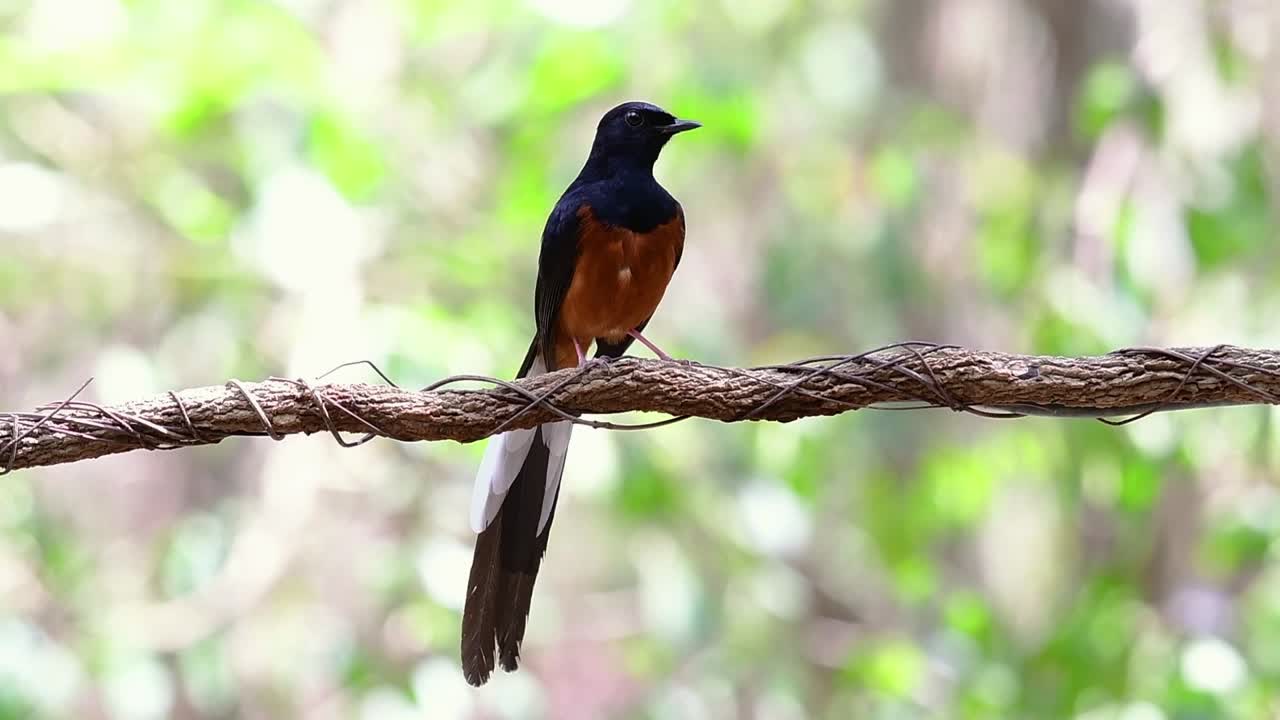 shama de rabadilla blanca encaramado en una vid con fondo bokeo del bosque, copsychus malabaricus, en cámara lenta