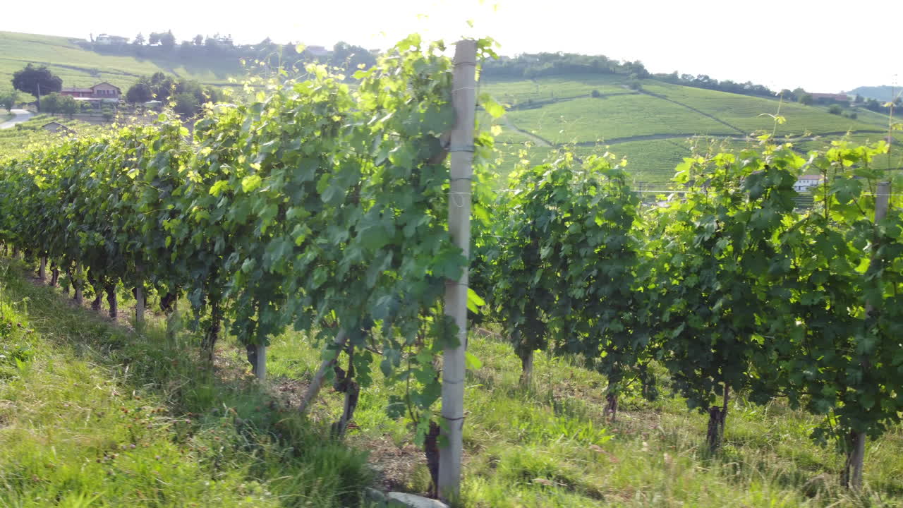 Vineyards agriculture farming cultivation in Langhe, Piedmont