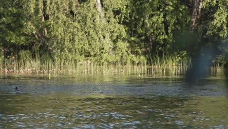 Enten-Schwimmen-Wasser-Bewegen-Und-Gras-Und-Bäume,-Wald---Jyvaskyla---4k-50fps