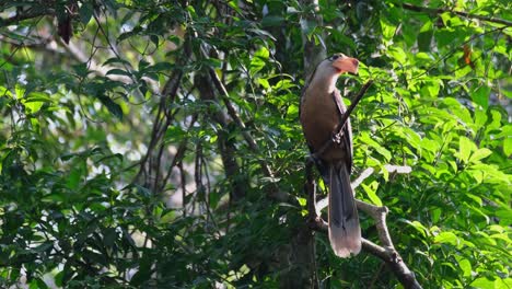 Cálao-Marrón-De-Austen,-Anorrhinus-Austeni,-Parque-Nacional-De-Khao-Yai