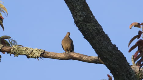 A-mourning-dove-preening-and-looking-around-on-a-large-branch