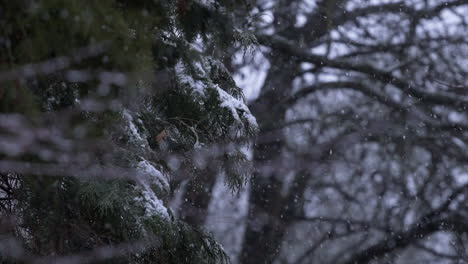 Slow-Motion-Winter-Snowfall-onto-Trees-in-England