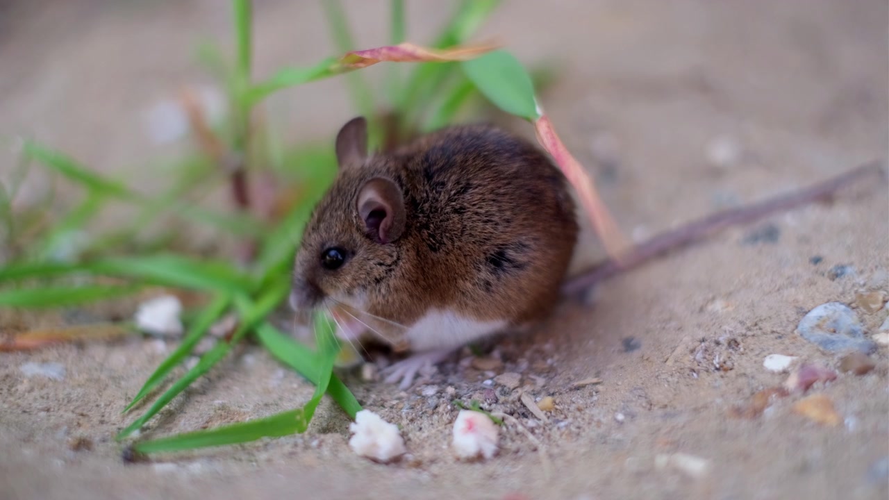 Una ripresa statica fissa di un piccolo topo che rosicchia del cibo. Il piccolo animaletto sta ancora rosicchiando del cibo, mentre si trova vicino a delle foglie d'erba verde.