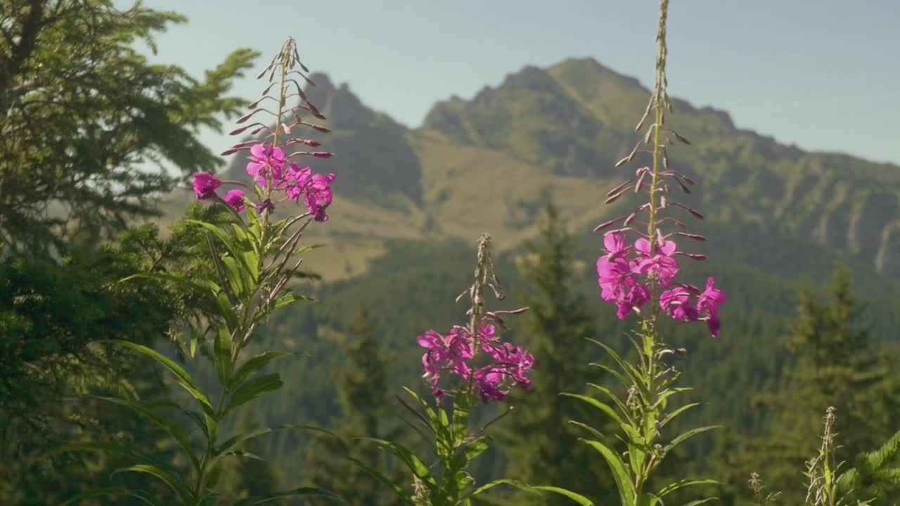 Close-up Bunga Ungu Kecil yang Mekar di Puncak Gunung