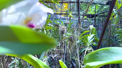 vibrant orchids displayed at a floating market