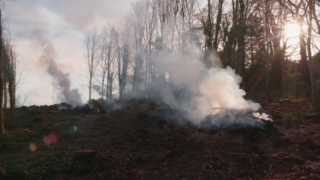 Atmospheric scene of a controlled woodland burn-off in Northumberland, with smoke rising and sunlight streaming through the trees