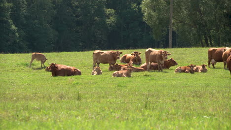 diary industry of poland cows zielenica poland