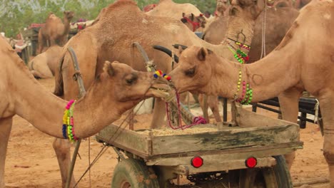 Camellos-En-La-Feria-De-Pushkar,-También-Llamada-Feria-De-Camellos-De-Pushkar-O-Localmente-Como-Kartik-Mela,-Es-Una-Feria-Ganadera-Y-Cultural-Anual-De-Varios-Días-Que-Se-Celebra-En-La-Ciudad-De-Pushkar,-Rajasthan,-India.