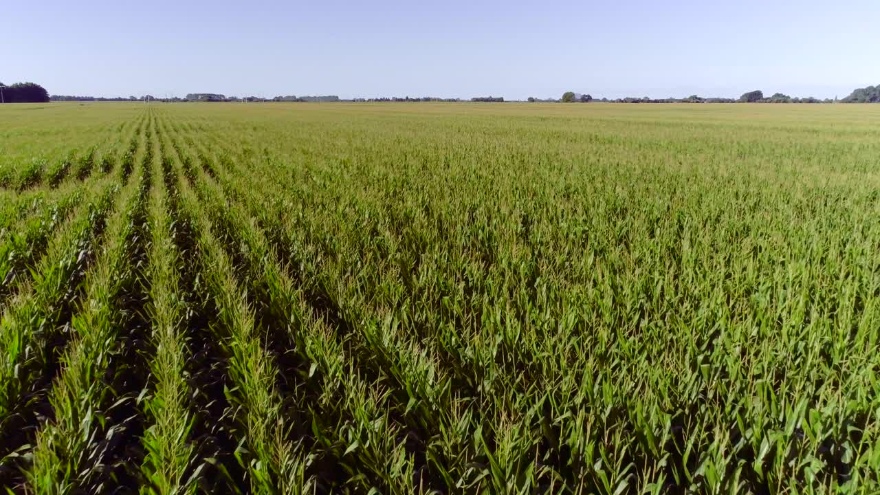 campo de maíz en la zona rural de nueva zelanda en un día soleado, antena
