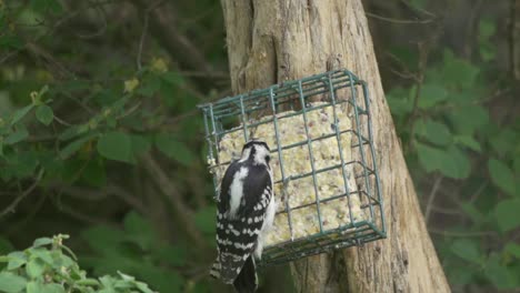 pájaro carpintero peludo alimentándose de un alimentador de sebo en cámara lenta