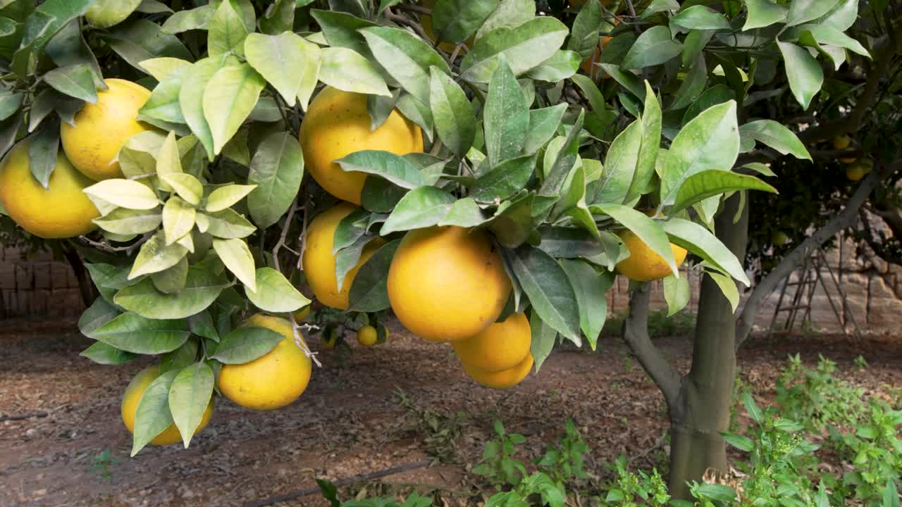 Sunlight filters through a canopy of citrus trees, illuminating ripe oranges and lush leaves, while the orchard floor reveals the fertile ground typical of Malta’s countryside.