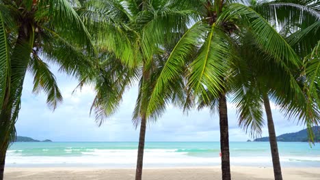 beautiful coconut palm trees on the beach phuket thailand palms trees frame on blue sky background palms grove on the beach with blue sky summer landscape background