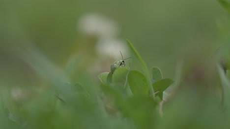 Increíble-Vídeo-Macro-De-Una-Mariquita-Verde-Acicalándose-Sobre-Una-Hoja-De-Trébol,-Capturado-En-4k-A-60-Fps-Para-Obtener-Detalles-Impresionantes