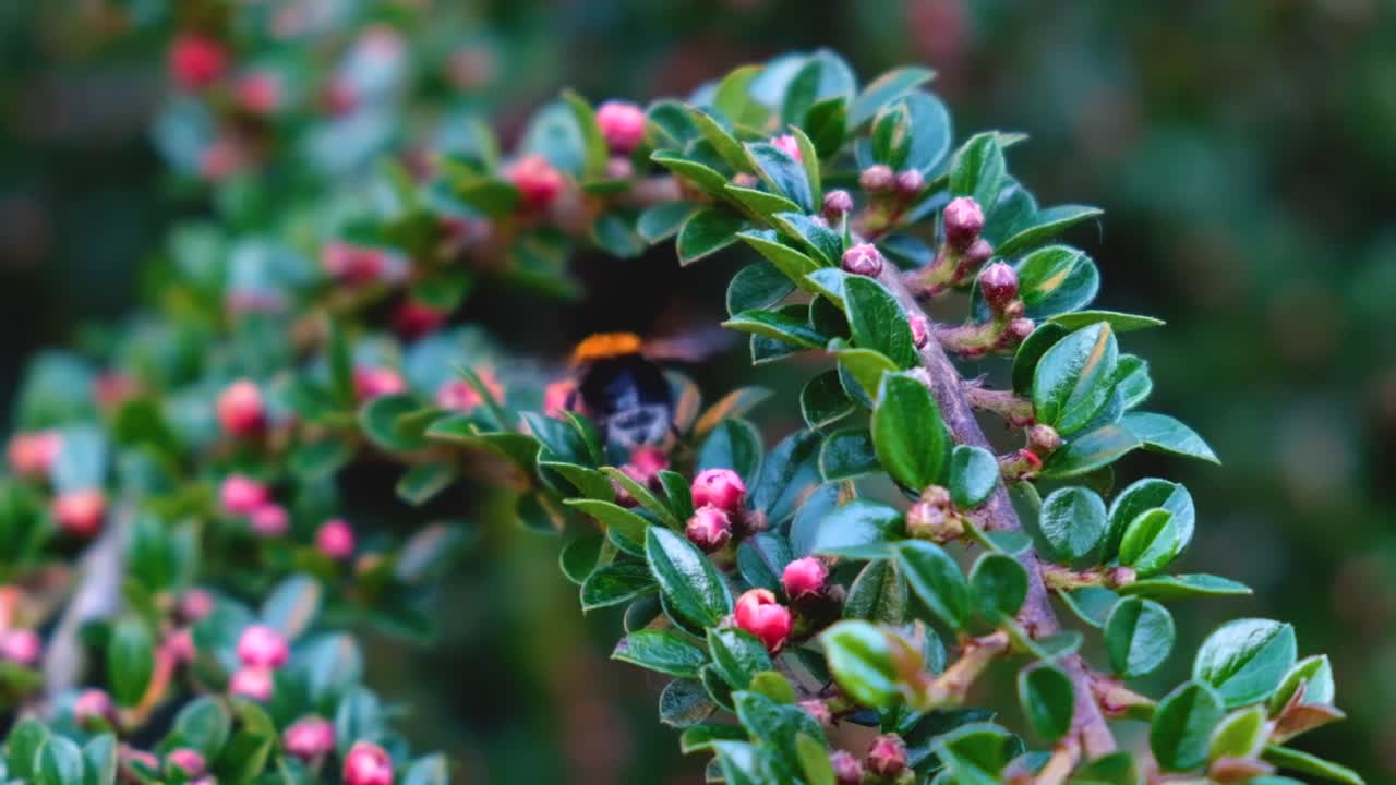 꽃 덤불에서 바쁘게 일하는 꿀벌 무리