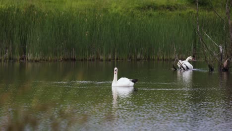 static shot of couple white mute swan float on a lake in green environment