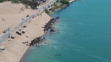 Fur seal colony resting massively on sandy beach at sunny day, Necochea, Argentina.