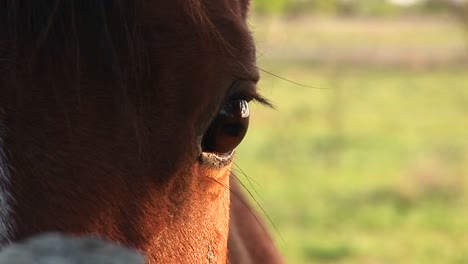 Primer-Plano-Del-Ojo-Derecho-Parpadeante-De-Un-Caballo