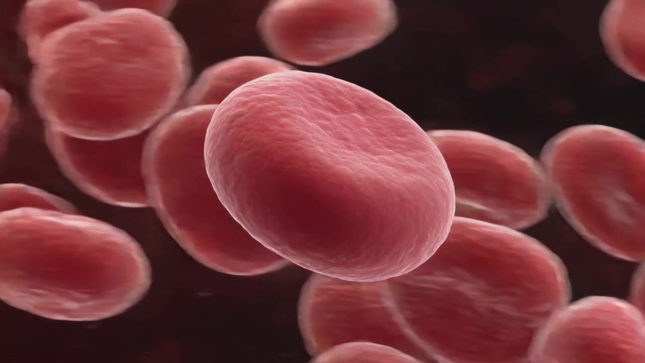 Moving viewpoint closer, biconcave red blood cell drifting and tumbling in vessel, showing flow