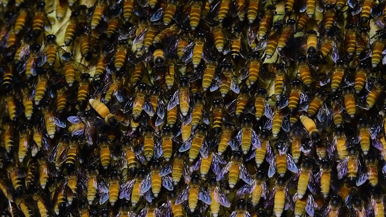 se sabe que las abejas melíferas gigantes construyen grandes colonias de nidos con bolsillos simétricos hechos de cera para almacenar miel como fuente de alimento.