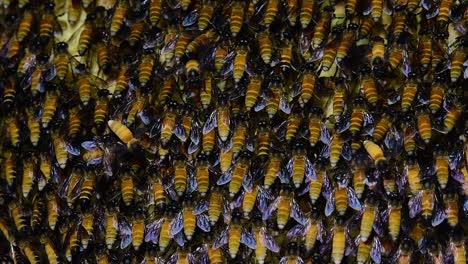 Se-Sabe-Que-Las-Abejas-Melíferas-Gigantes-Construyen-Grandes-Colonias-De-Nidos-Con-Bolsillos-Simétricos-Hechos-De-Cera-Para-Almacenar-Miel-Como-Fuente-De-Alimento.