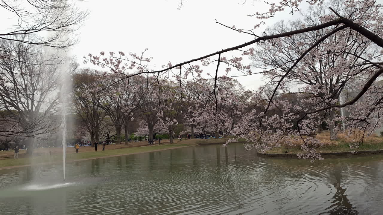 Riflesso nel lago dei ciliegi al Parco Yoyogi