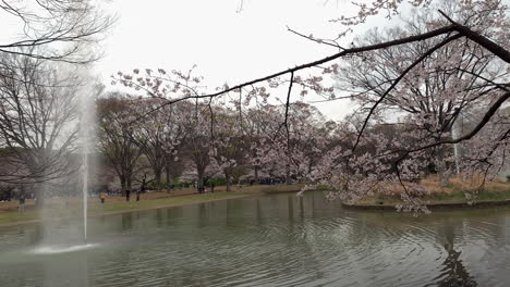 Spiegelung-Im-See-Der-Kirschbäume-Im-Yoyogi-Park