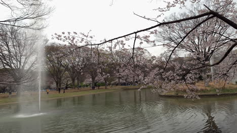 Reflection-in-the-lake-of-the-cherry-trees-at-Yoyogi-Park