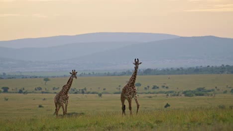 Slow-Motion-Shot-of-Two-giraffes-in-Maasai-Mara-National-reserve-walking-in-front-of-maountains-at-sunset-in-Kenya,-beautiful-Africa-Safari-Animals-in-peaceful-Masai-Mara-North-Conservancy