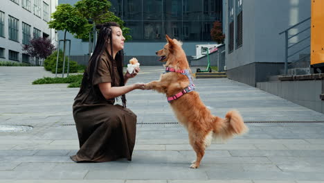 mujer alimentando a perros en la ciudad
