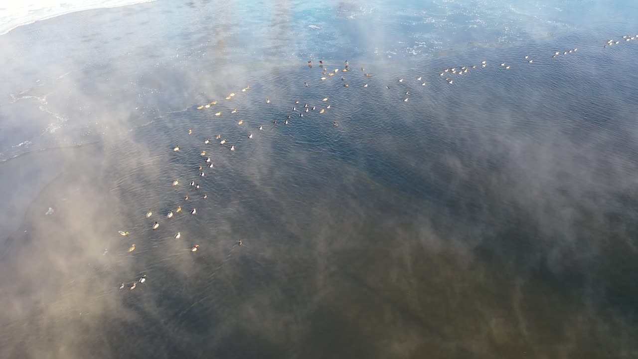 얼어붙은 강 에 있는 오리 들 의 무리