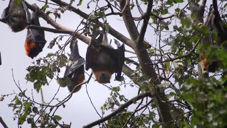 Bats-During-Daytime-Hanging-From-Tree-Grooming-Australia-Gippsland-Victoria-Maffra