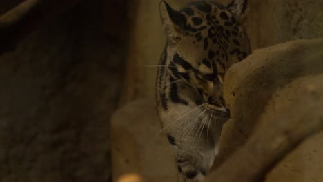 Cerca-De-Un-Impresionante-Leopardo-Nublado-En-Las-Montañas-Del-Himalaya