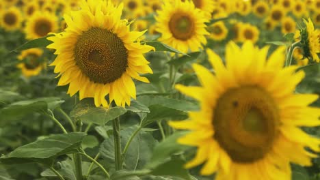 Girasoles-En-Un-Campo-De-Verano,-Primer-Plano,-Afilar-Una-Imagen-Borrosa