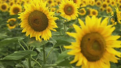 girasoles en un campo de verano, primer plano, afilar una imagen borrosa