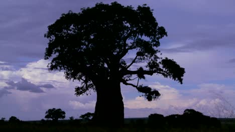 increíble disparo de lapso de tiempo de nubes contra un árbol baobab recortado en la llanura africana