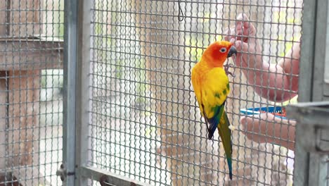 a sun conure interacts with a person