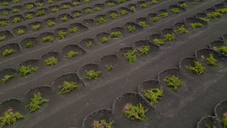 agricultura en terreno volcánico