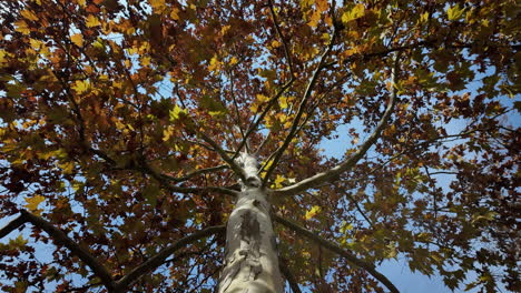 autumn tree: looking up at colorful leaves