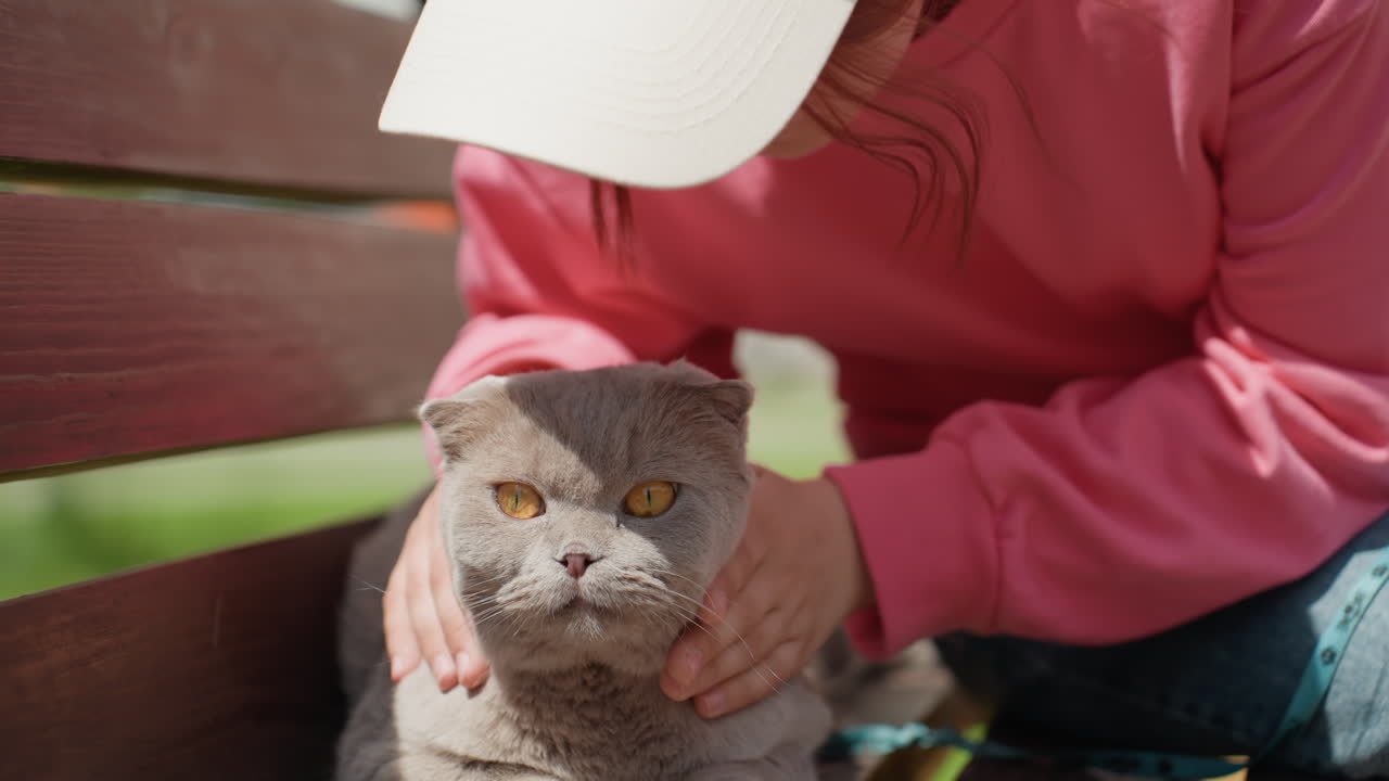 Serene Cat With Trusting Owner, Quiet Domestic Scene Showing Peaceful Cat And Affectionate Human, Tranquil Outdoor Setting Featuring Relaxed Gray Cat And Caring Owner Enjoying Sunlight