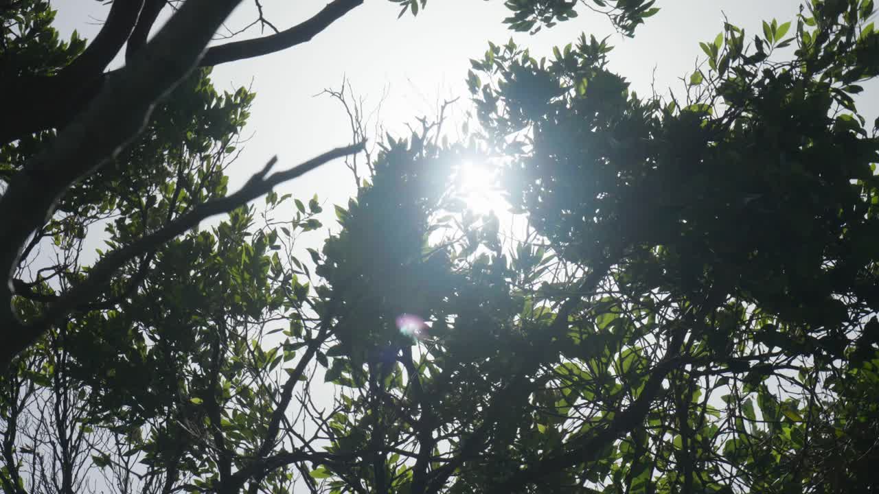 Golden sunlight filters through dense tree branches, casting radiant beams and creating a serene, magical forest ambiance.