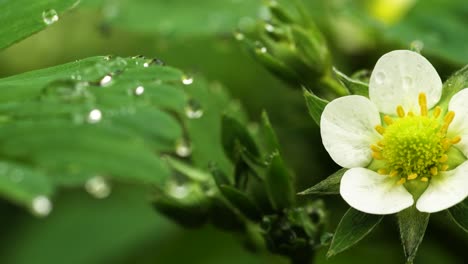 Flor-Sutil-De-Una-Planta-De-Fresa-Con-Gotas-De-Rocío-Matutino