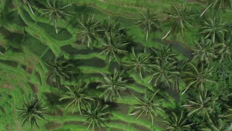 Aerial-top-down-shot-of-palm-trees-growing-on-terraced-plantation-on-sunny-day
