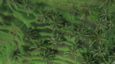 aerial top down shot of palm trees growing on terraced plantation on sunny day