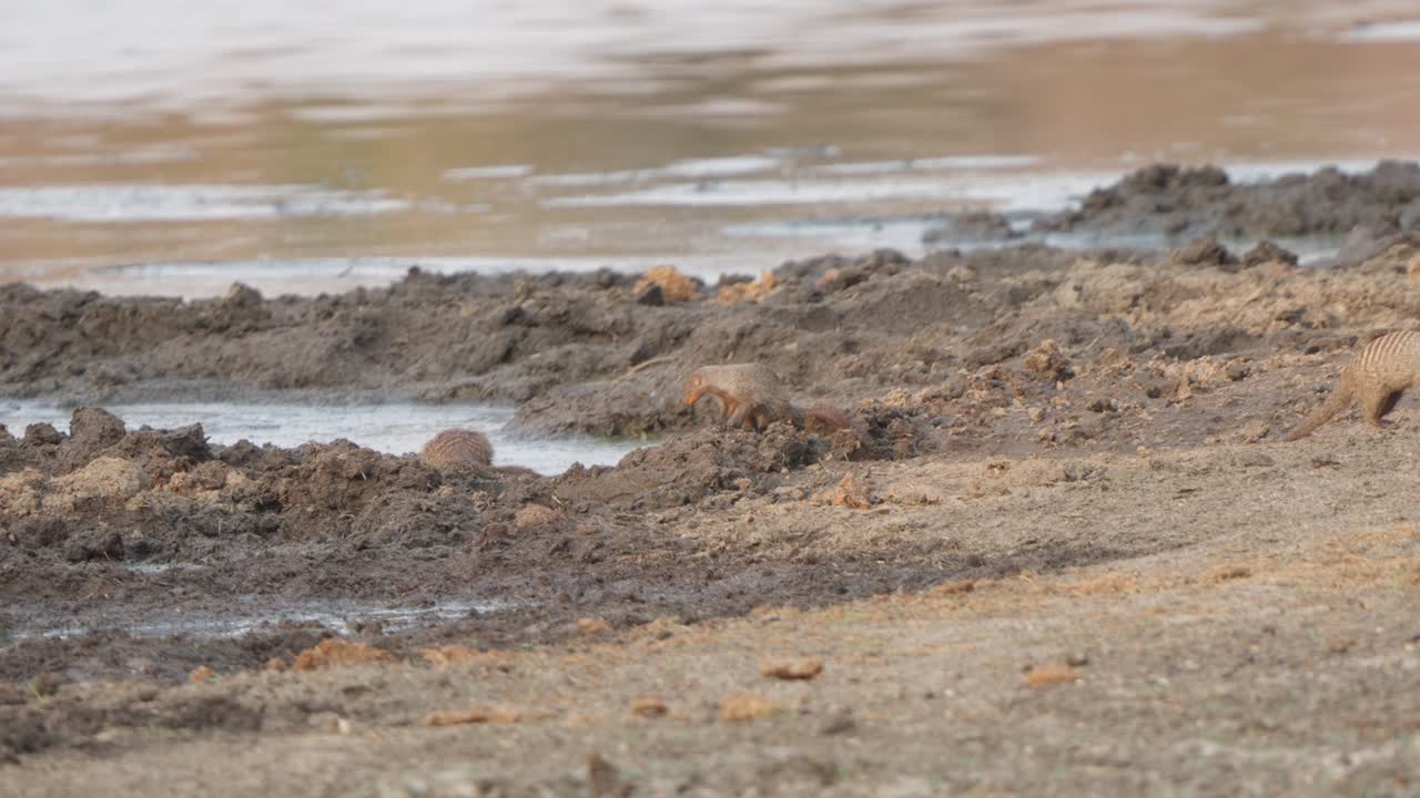 Two banded mongooses (Mungos mungo) at a muddy watering hole in Kruger National Park — one licks its lips after drinking while the other walks out of frame. Slow motion footage