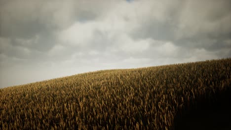 dark stormy clouds over wheat field