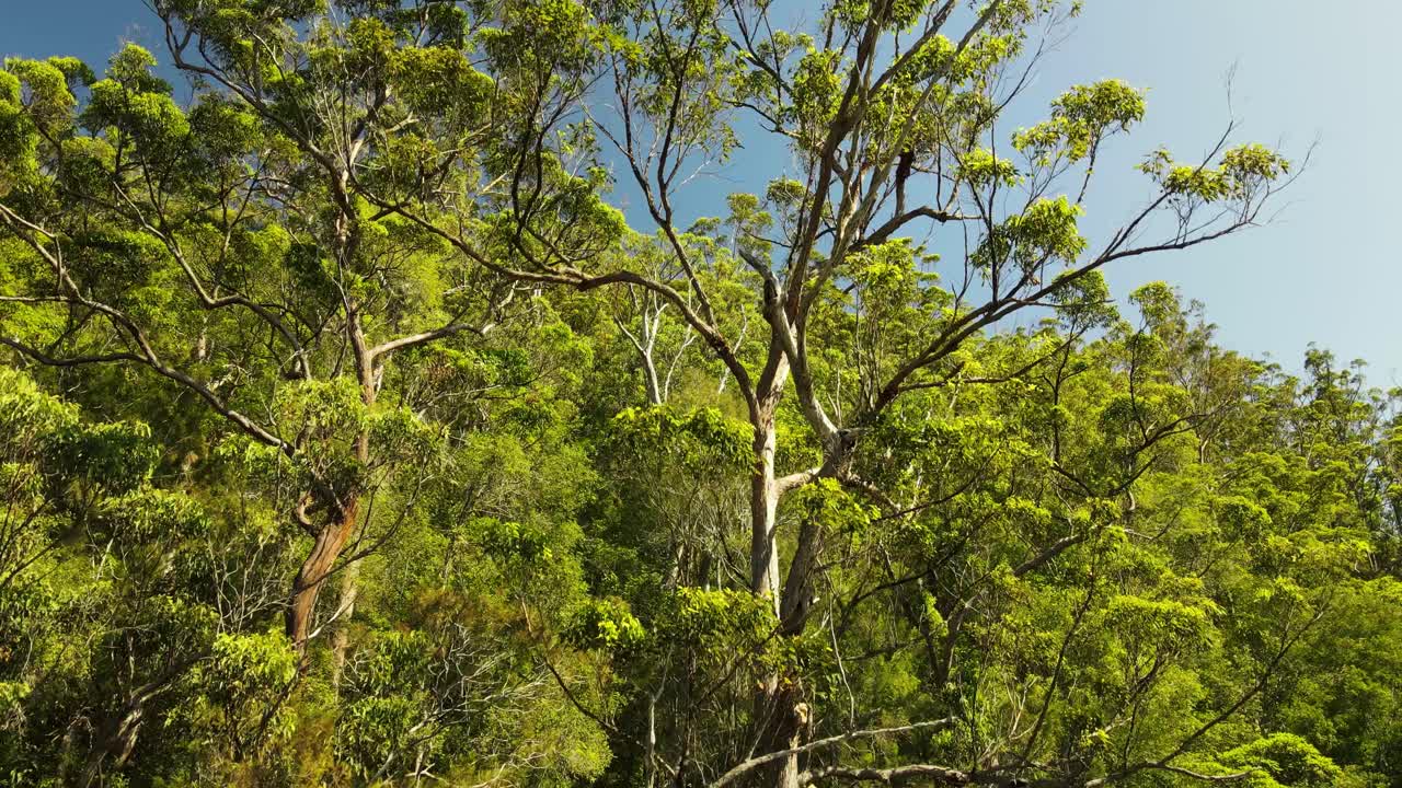 큰 호주 토종 유칼립투스 나무와 주변 아웃백 숲을 따라 내려가는 독특한 전망