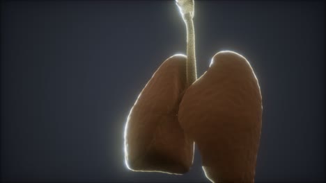 animación en 3d de los pulmones humanos