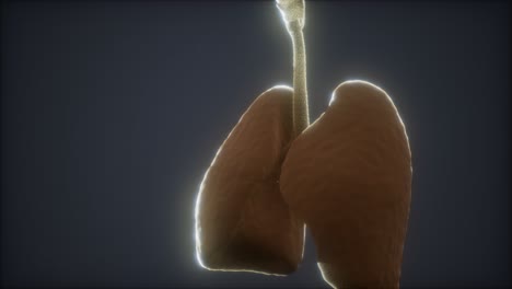 3d animation of human lungs