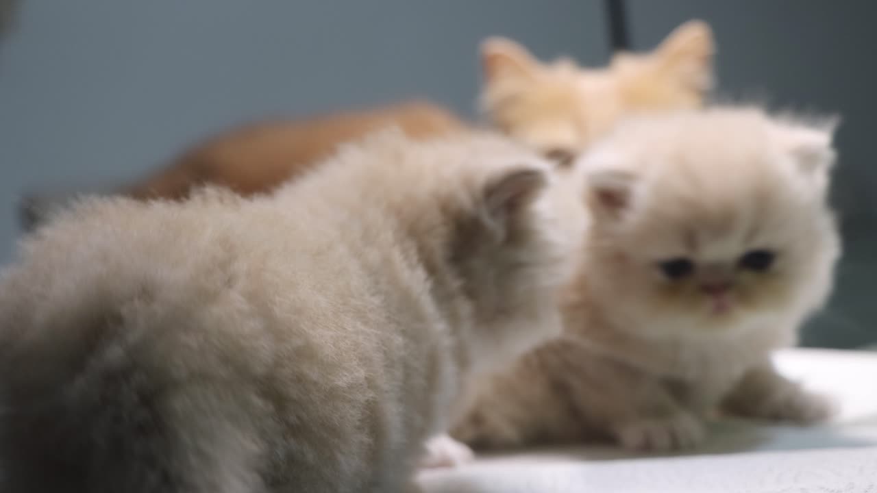 Gattini persiani che giocano sotto lo sguardo della madre.
